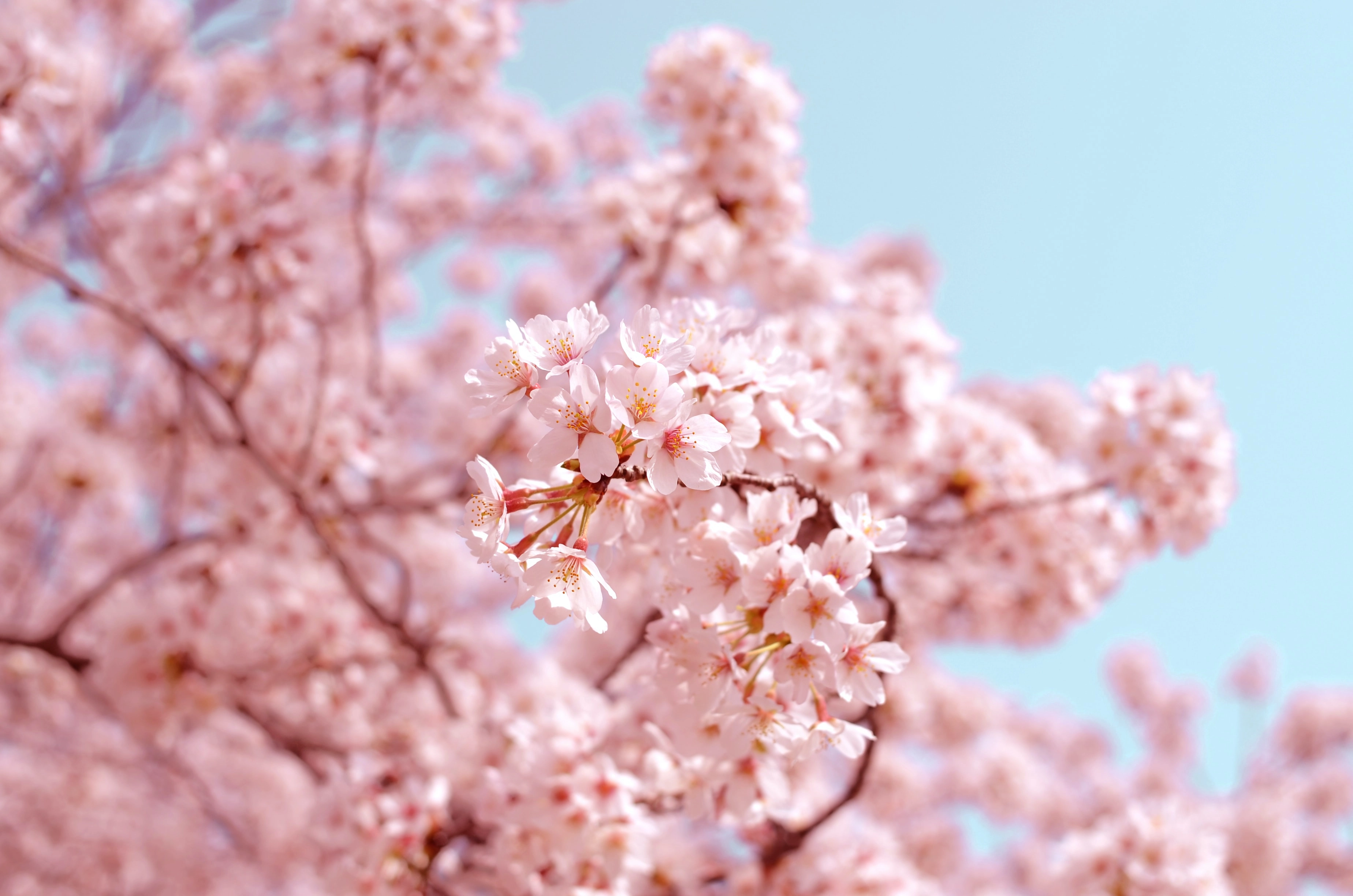 Fleurs de cerisier japonais