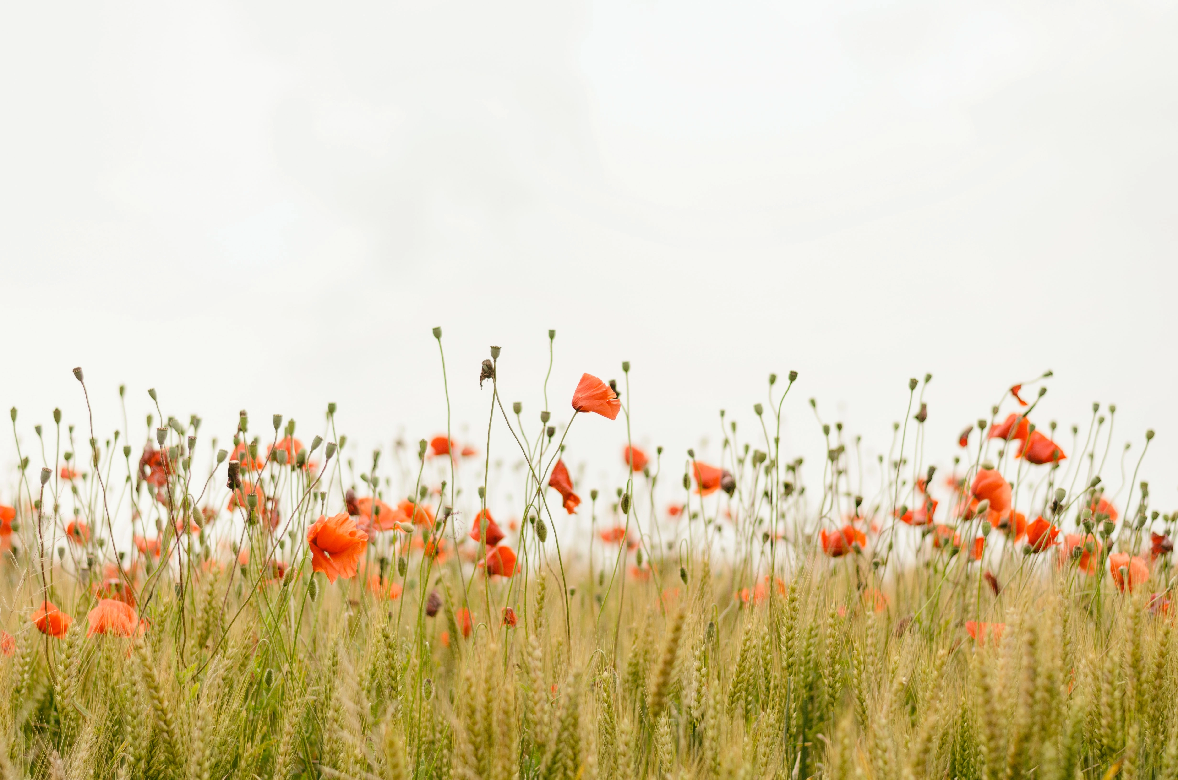 Champ de coquelicots