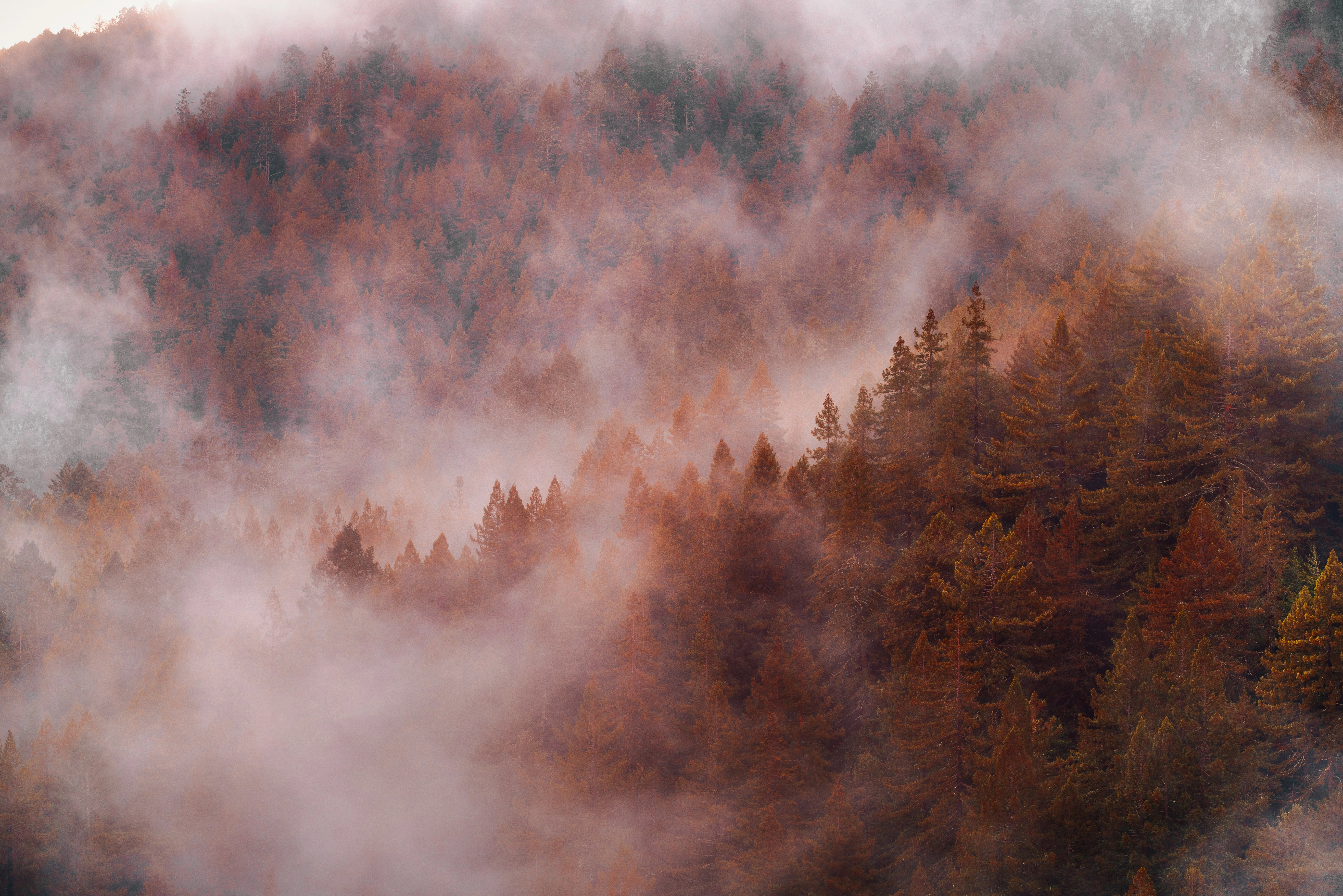 Forêt dans la brume