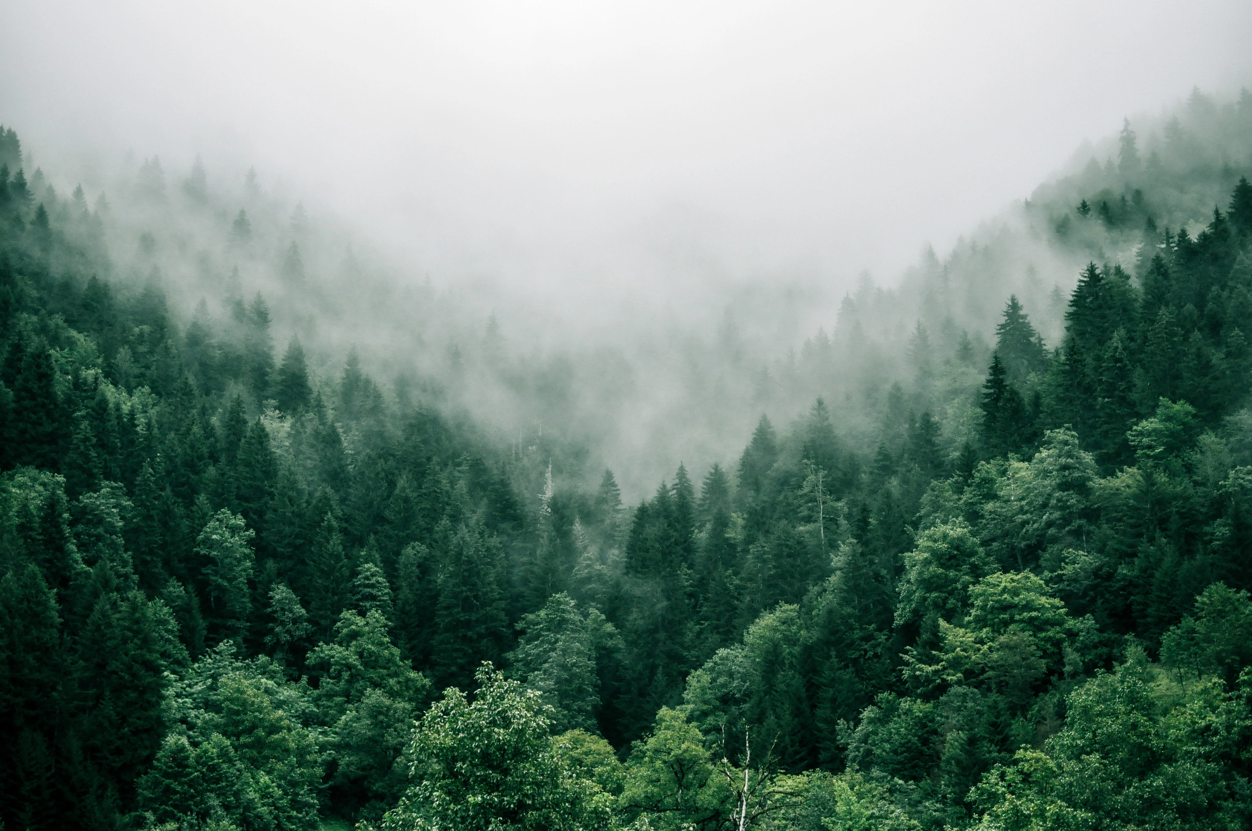 Forêt dans la brume, hautes montagnes d'Adjarie, Géorgie