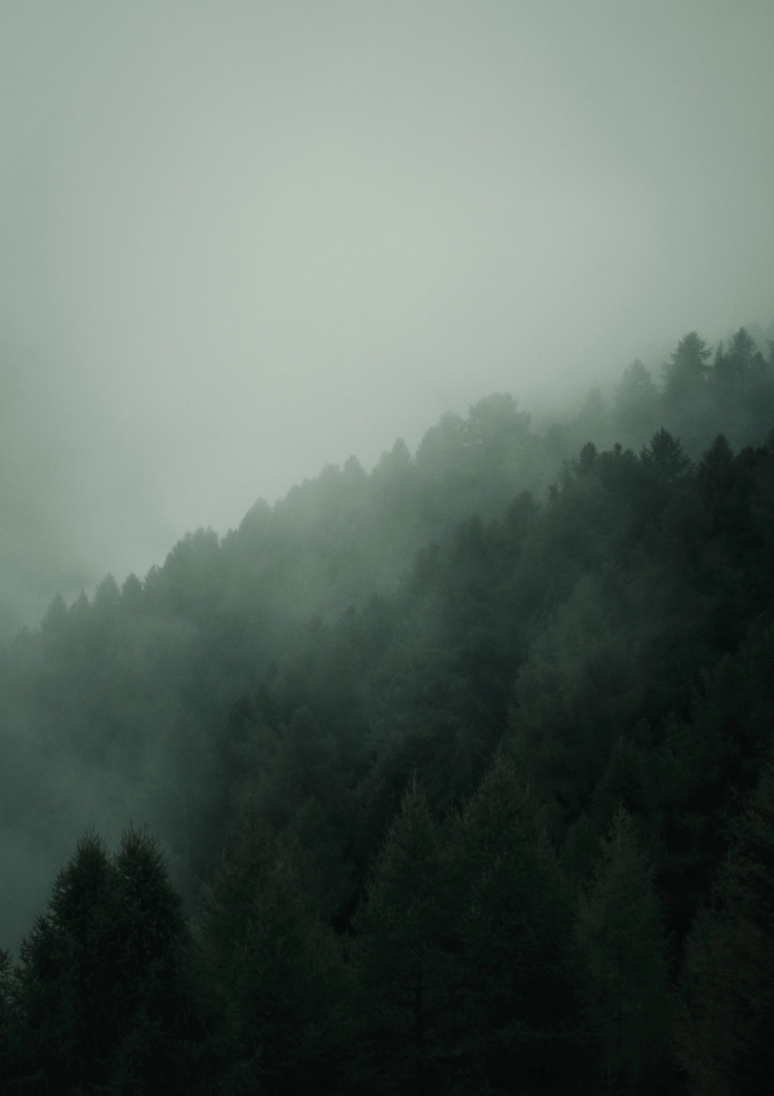 Forêt par temps d'orage, Suisse