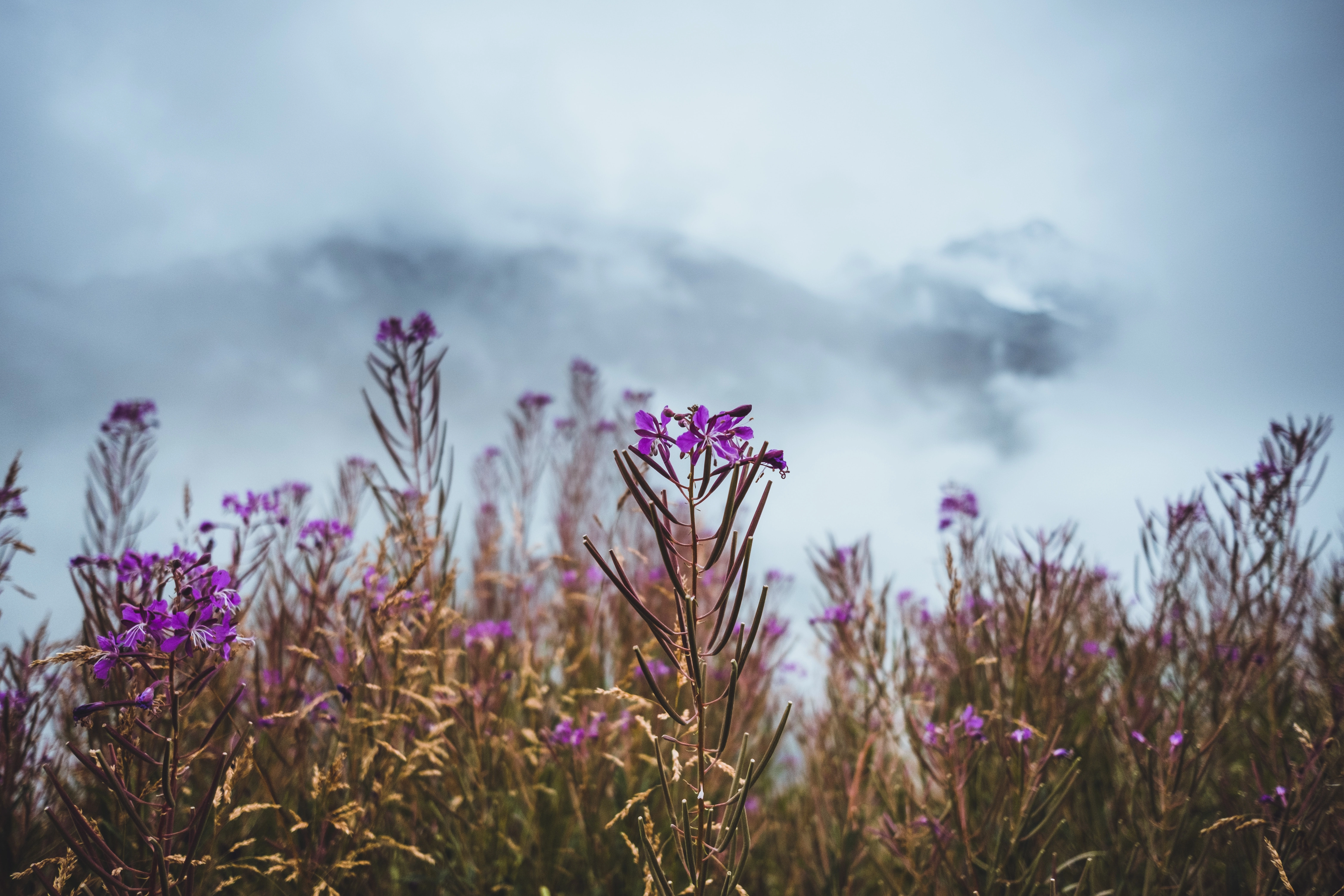 Une touche de violet dans les montagnes suisses
